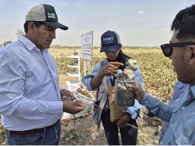 Bolivia inaugura su primer banco de germoplasma de algodón